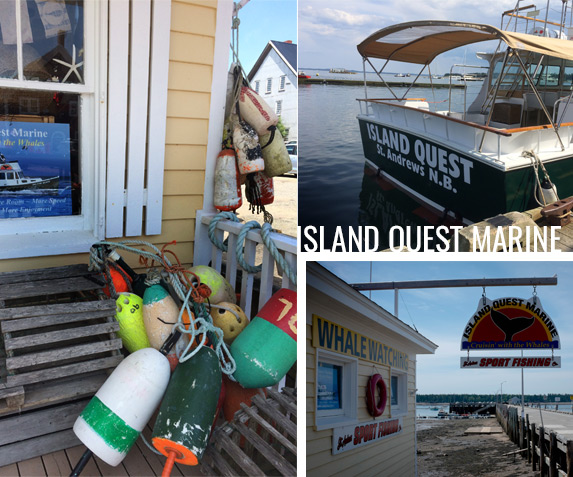 st-andrews-what-to-do-island-quest-marine-filler-magazine-2016-2